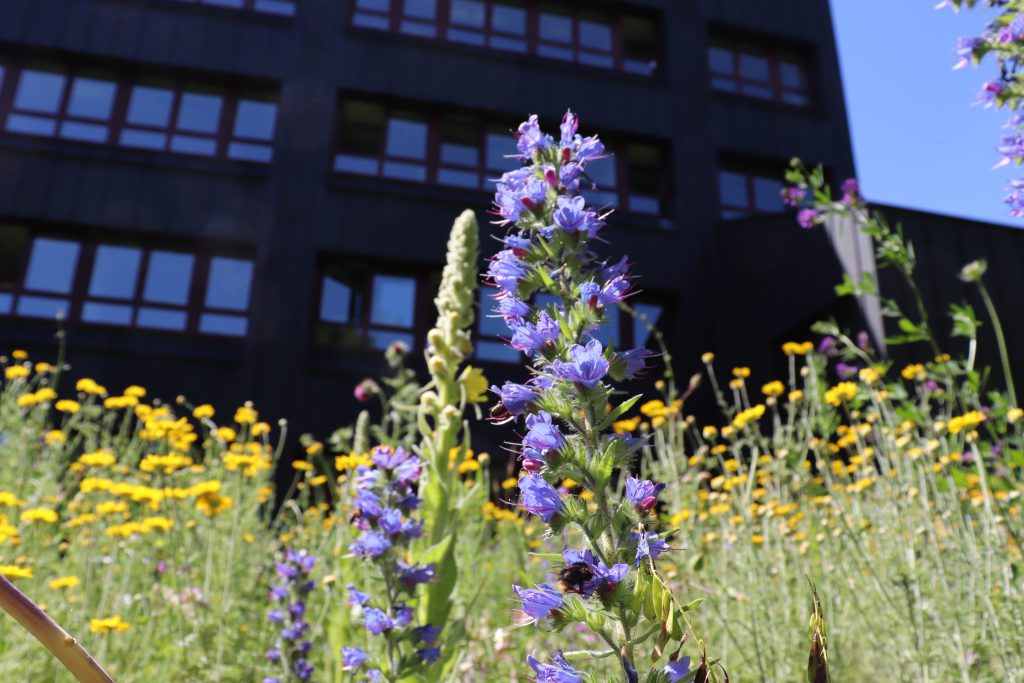 Blühende Wildblumenwiese im eigenen Garten Kinder in der