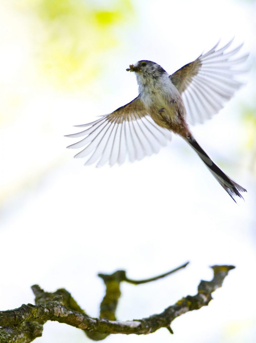 Vogelparadies im eigenen Garten - Kinder in der Stadt